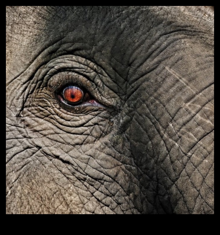 التباينات الإبداعية: تقنيات التأكيد على الاختلافات البصرية في التصوير الفوتوغرافي