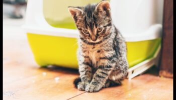 لغة القمامة: فهم سلوك قطتك في الحمام