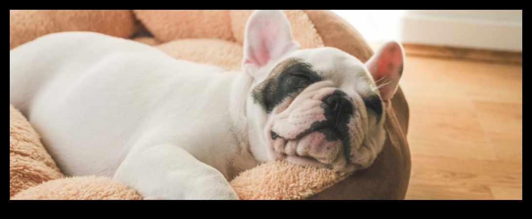 دوجي دريم لاند: خلق مساحة نوم مريحة