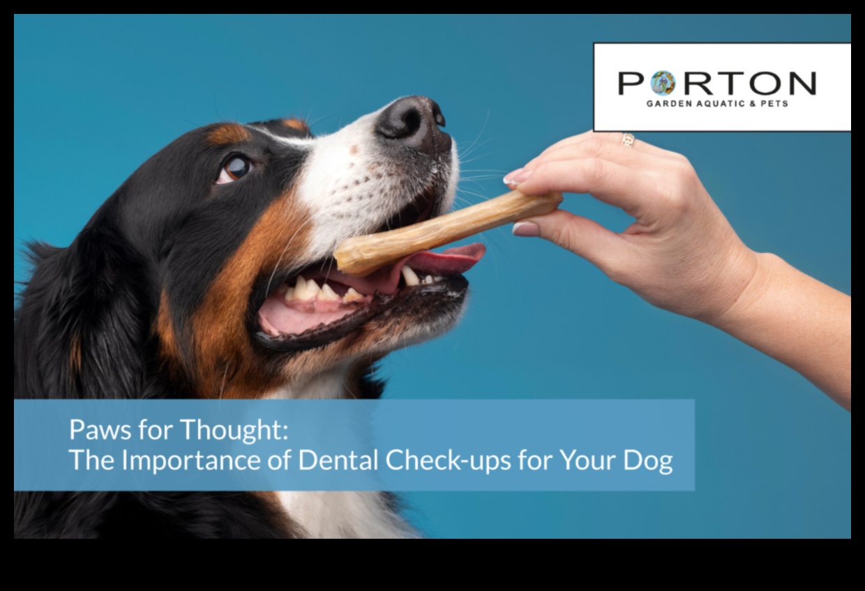 تابع العناية بأسنان الكلاب: أهمية الفحوصات المنتظمة