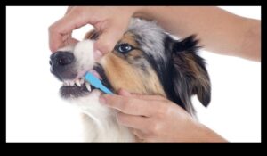 تابع العناية بأسنان الكلاب: أهمية الفحوصات المنتظمة