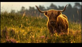 الواقعية الريفية: سحر الريف في تصوير المناظر الطبيعية