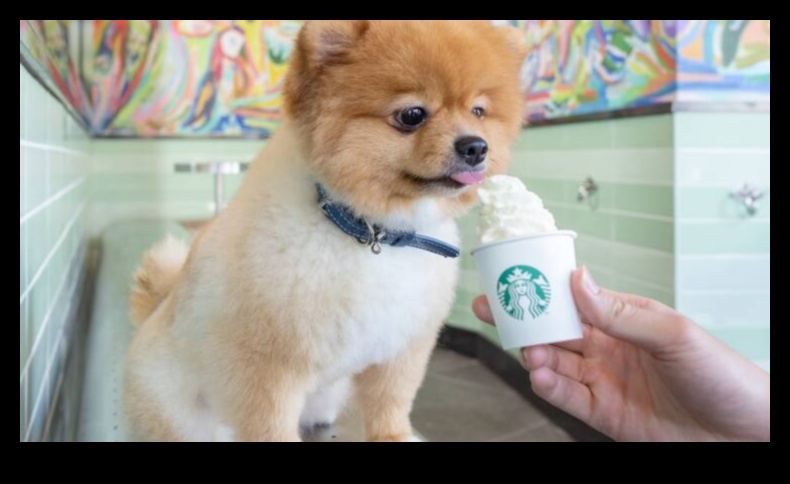 الخطم وحول استكشاف المقاهي والمطاعم الصديقة للكلاب 4 Snout and About: استكشاف المقاهي والمطاعم الصديقة للكلاب