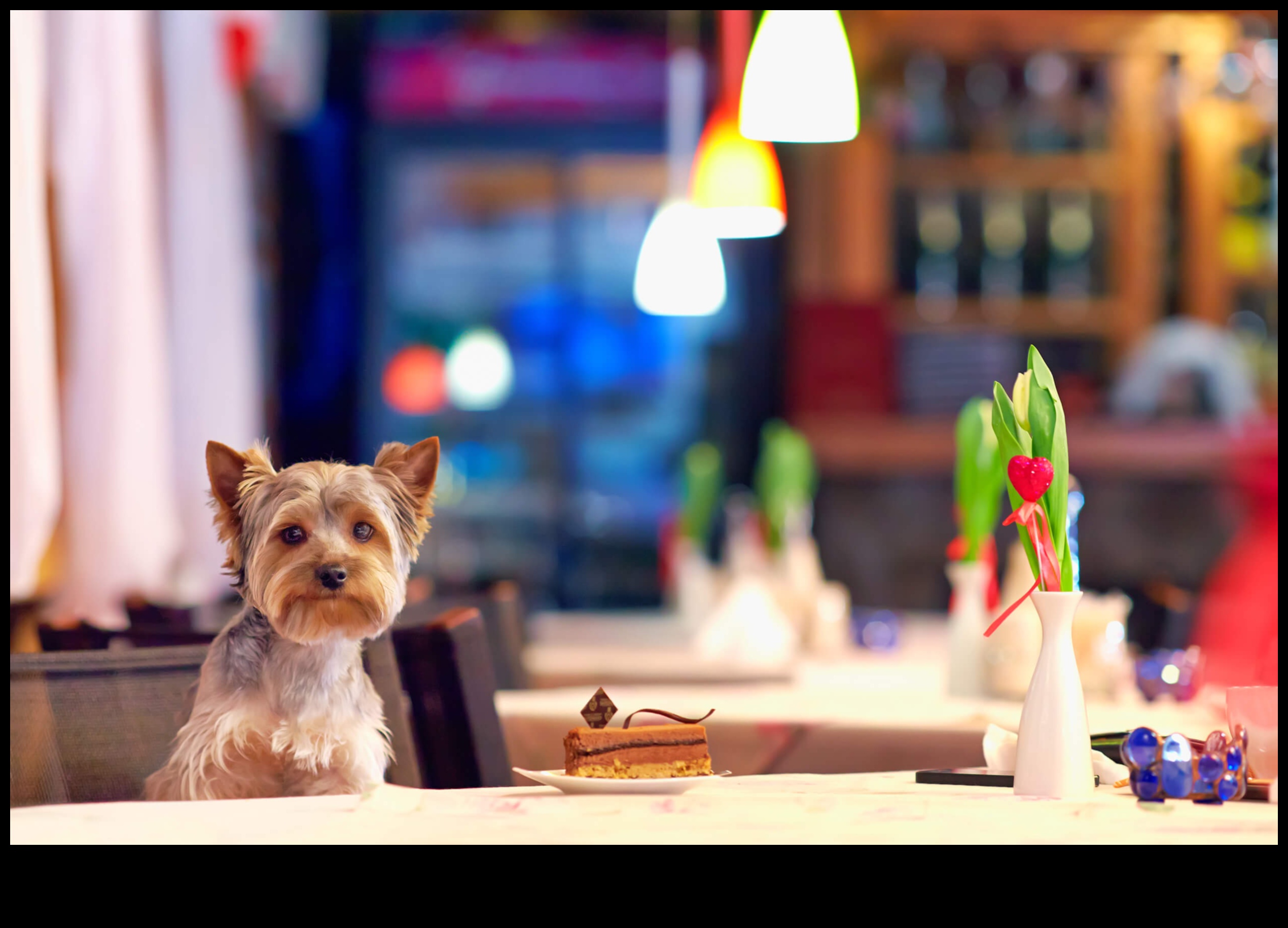 الخطم وحول استكشاف المقاهي والمطاعم الصديقة للكلاب 3 Snout and About: استكشاف المقاهي والمطاعم الصديقة للكلاب