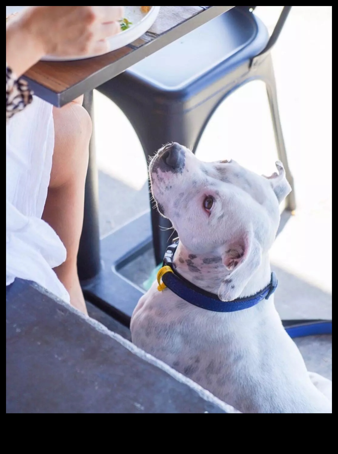 الخطم وحول استكشاف المقاهي والمطاعم الصديقة للكلاب 5 Snout and About: استكشاف المقاهي والمطاعم الصديقة للكلاب