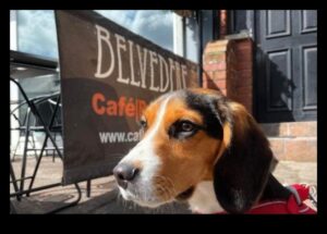 Snout and About: استكشاف المقاهي والمطاعم الصديقة للكلاب