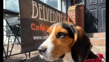 Snout and About: استكشاف المقاهي والمطاعم الصديقة للكلاب