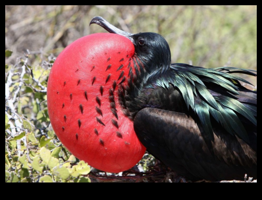 تابع الأصدقاء الريش: الطيور ذات عروض المغازلة الفريدة