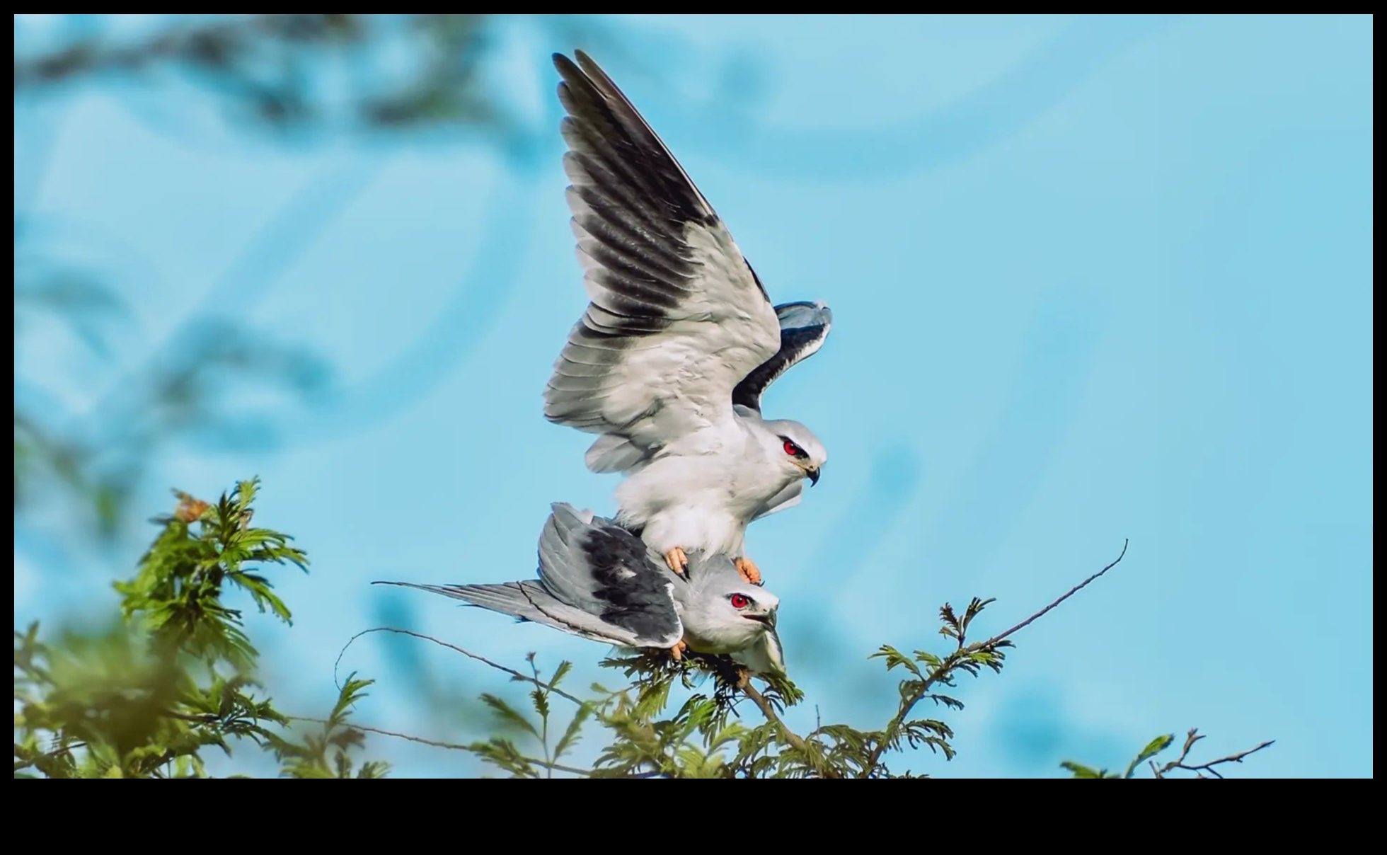 تابع الأصدقاء الريش: الطيور ذات عروض المغازلة الفريدة