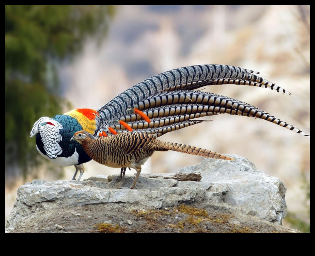 تابع الأصدقاء الريش: الطيور ذات عروض المغازلة الفريدة