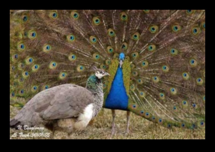 تابع الأصدقاء الريش: الطيور ذات عروض المغازلة الفريدة