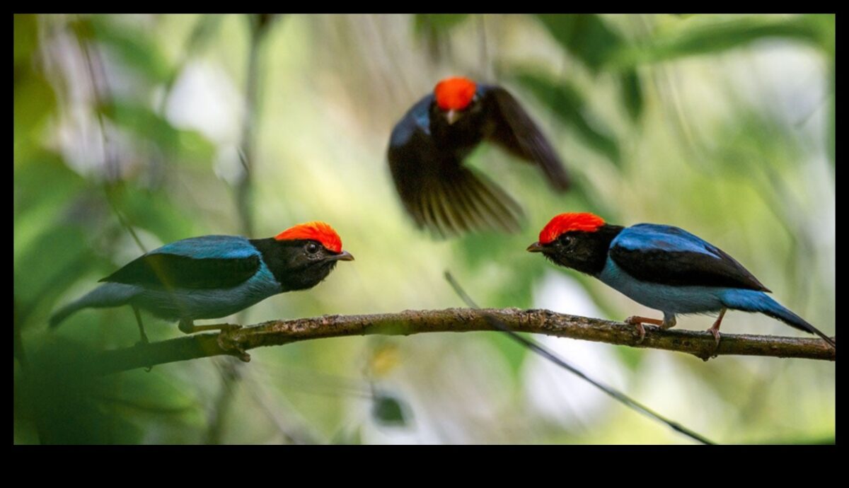 تابع الأصدقاء الريش: الطيور ذات عروض المغازلة الفريدة