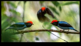 تابع الأصدقاء الريش: الطيور ذات عروض المغازلة الفريدة