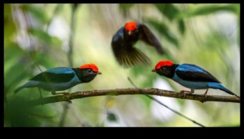 تابع الأصدقاء الريش: الطيور ذات عروض المغازلة الفريدة