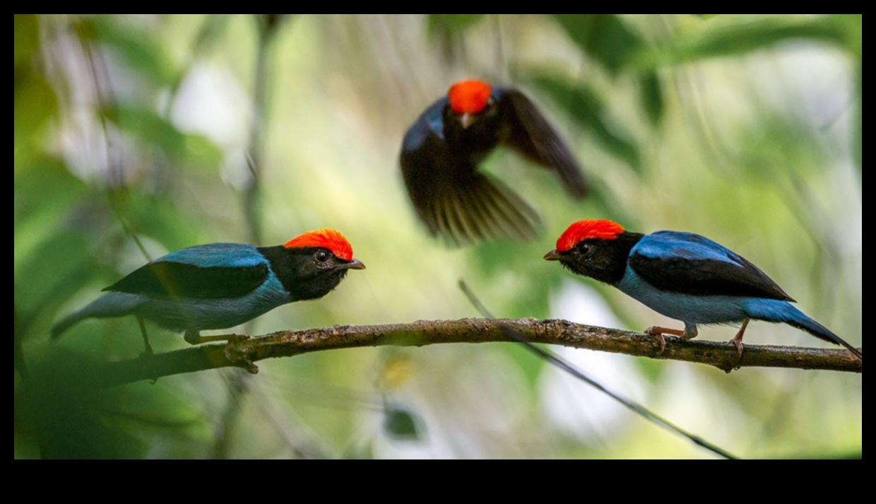 تابع الأصدقاء الريش: الطيور ذات عروض المغازلة الفريدة